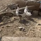 دجاج بلدي وز بلدي للبيع