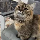 قطط همالايا للبيع