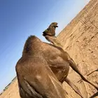 خلفه تحتها بكره هديه طيبه