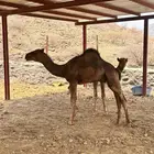 قعدان 2 للبيع العمر 5 شهور