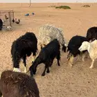 غنم