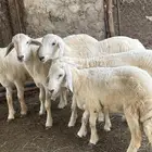 طليان فاخره