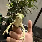 حرباء العاديه