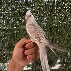 فرخ كروان هولندي فراشة وايت فيس اليف و هدد