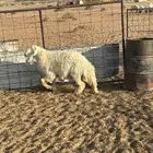 فحل حري