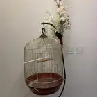 علاقة طيور وقفص