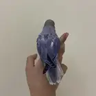 للبيع روز اليف هدد داخلي خارجي