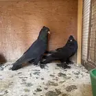 جوز حمام صنعاوي(( اسود ))