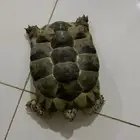 سلحفاة بعمر اكثر من خمس سنوات