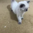 قطه أليف وجميل