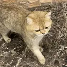 قط لونه قريب للذهبي بحي المروج