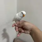فرخ روز البينو ابيض عيون حمر نهايه غر حجم سوبر جامبو