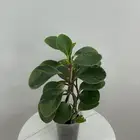 نباتات طبيعية