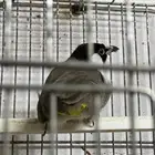 للبيع بلبل حساوي