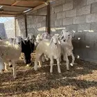 رخال مقاني للي يبي يربي فواخر شعره وطرف