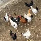 دجاج بلدي