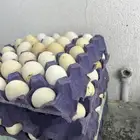 بيض دجاج بلدي