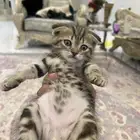 قط شيرازي صغير