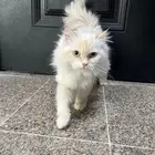 انثى بيضاء شيرازي 8 شهور
