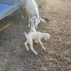 عنز بيشيه