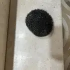 قنفذ بري يأكل جميع الحشرات والنمل والعقارب