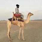 ركبي سوداني