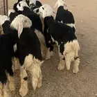 للبيع طليان ورخال نجد