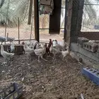 دجاج بياض وديكه