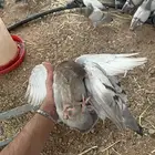 زغليل فرنسي زاجل سوبر جانبو