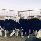 خرفان نجد ذبح