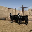 للبيع معزا عوارض صنف