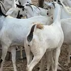 ماعز فاخر