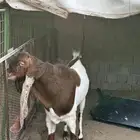 تيس حجازي