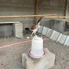 دجاجه شامو ياباني