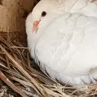 حمام فرنسي