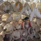 عشة فرنسي ابيض مفروزة وانتاج