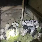 أرانب