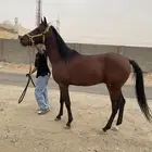 مهر شعبي جزيري