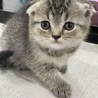 قطه للبيع