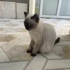 قط لتبني