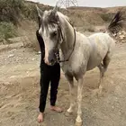 حصان شعبي