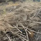 سعف نخيل ناشف وعراجين تمر