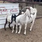 عنز مشروكه تحتها تيس وجفره