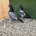 عرض مميز - حمام