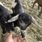 للبيع تيوس قزمي.