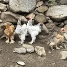 دجاج براهما كولمبي الدرجه الاولى
