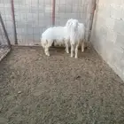 خرفان حريات طيببات