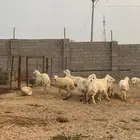 طليان مناسبا