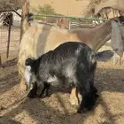 جفره لبانيه مغلق شحم
