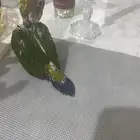 صن كنيور